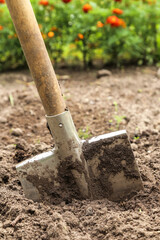 Digging up soil in garden. Shovel closeup in brown ground on garden bed with grass and flowers on sun in sunlight. Organic farming, gardening, growing, agriculture concept