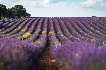 Breathtaking Lavanda Fields in Brihuega, Spain During Summer