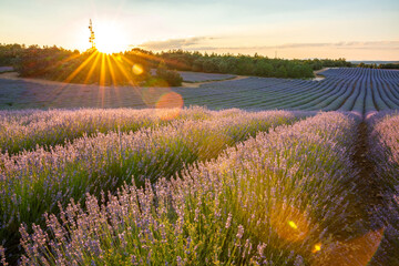 Serene Lavender Fields at Sunset in Brihuega, Spain