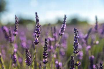 Vibrant Lavender Fields in Brihuega, Spain - Summer Bliss