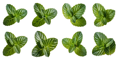 Green mint leaves botanical arrangement isolated on a transparent background fresh herbal
