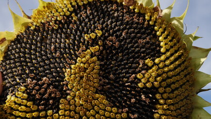 Dojrzały słonecznik na polu uprawnym  © tomo81