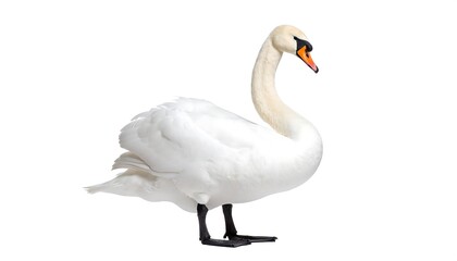 Graceful swan in profile, showcasing its elegant posture against a plain white background.