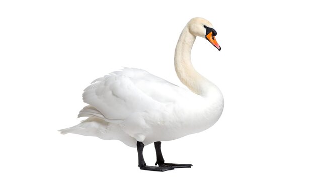 Graceful swan in profile, showcasing its elegant posture against a plain white background. - Powered by Adobe
