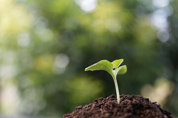 Pumpkin sprout beginning its growth in fall garden