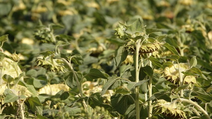 Słonecznik na polu uprawnym w słoneczny dzień