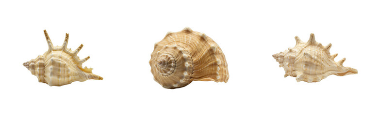 Obraz premium Exploring diverse sea shells coastal beach nature underwater environment perspective isolated set PNG