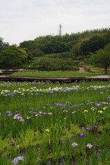 日本の横須賀しょうぶ園のカラフルしょうぶの花、あやめ。7月初夏。