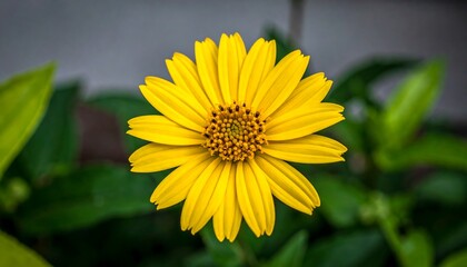 Vibrant yellow flower with detailed center, centered in a close-up shot against a backdrop of out-of-focus green foliage.