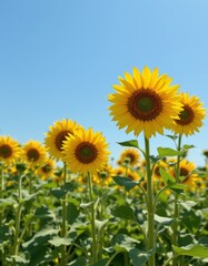 Fototapeta premium Sunflower Field Under Clear Blue Sky