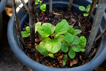 Ceylon spinach or basella rubra linn