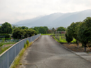 道沿いに広がる畑の風景