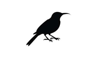 Amethyst sunbird bird Silhouette Design  And Vector Illustration. 