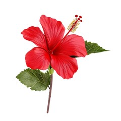 Vibrant red hibiscus flower isolated on white background, showcasing its intricate petals and lush green leaves.