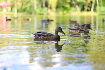 Ducks swimming in a tranquil pond