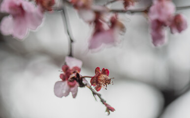 pink flowers in snow