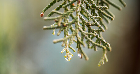 christmas tree branches