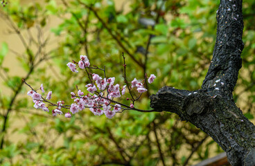bee on a tree