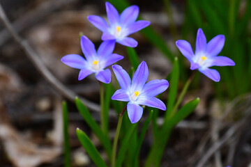 庭の紫のハナニラ