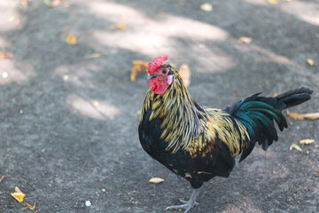 Colorful rooster on a dirt path