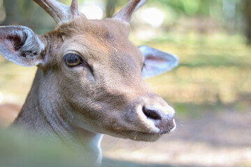 Close-up portrait of a deer in nature