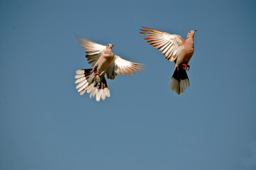 Eurasian Collared Dove Flying | Bird