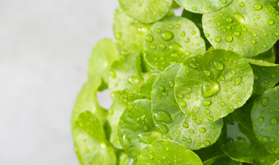Green leaves of centella asiatica with rain drop (Gotu Kola) Fresh herb plant