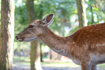 Profile of a deer in a serene forest setting