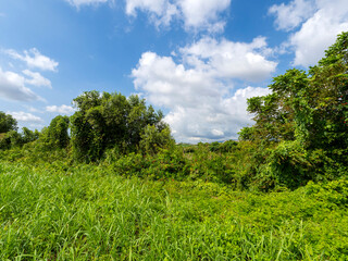 新緑の木々に覆われた猪名川河川敷