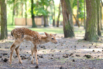 Young fawn in a serene forest setting