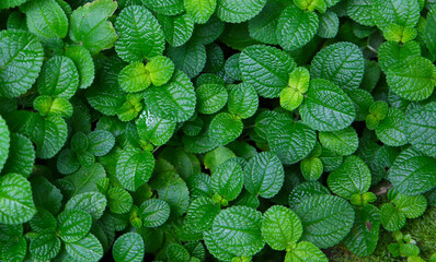 Fresh green leaves of pilea nummulariifolia