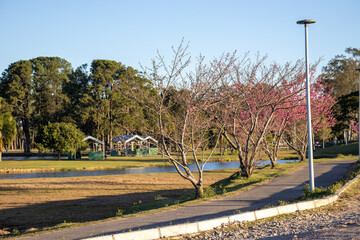 São José dos Pinhais Park with cherry trees, capybaras, green lake and natural beauty on a...