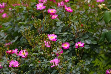 Beautiful roses in full bloom at the Japanese Rose Garden.