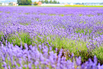 Fototapeta premium Close-up of Blooming Lavender Field in Summer, Furano, Hokkaido, Japan