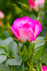 Beautiful roses blooming in a Japanese public garden.
