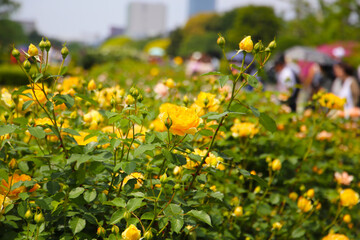 Beautiful roses blooming in a Japanese public garden.