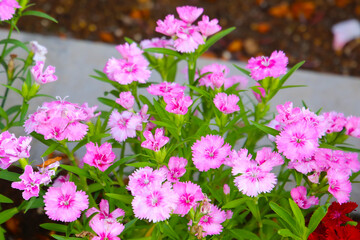 Dianthus flowers blooming beautifully in the garden.