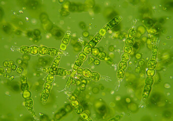Microscopic View of Elongated Green Algae Colonies Undergoing Photosynthesis and Cell Division