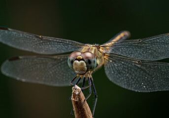 Detailed Macro Photography of a Delicate Dragonfly Perched on a Twig