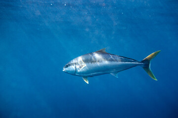 Yellowtail kingfish (seriola lalandi) swimming below the surface in blue deep clear ocean water.