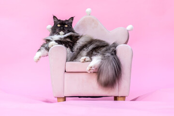 Fluffy Ragdoll Maine Coon mix cat on pink chair in studio