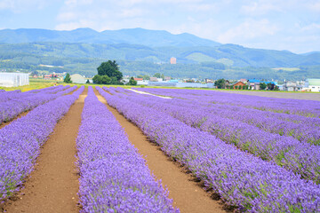 Lavender Fields in Full Bloom with Blue Sky in Furano, Hokkaido, Japan