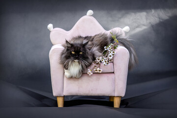 Fluffy Ragdoll Maine Coon mix cat on pink chair in studio