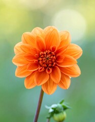 Close-up of vibrant orange dahlia