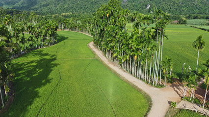 Green rice field with roads and rows of areca palm trees