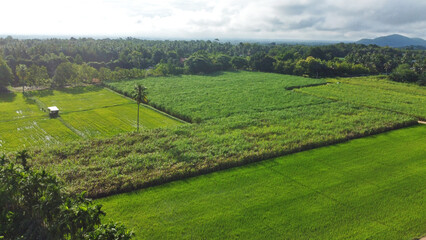 Aerial view of sugarcane and rice fields in Thailand