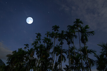 Beautiful white full moon over aroca palm tress in early morning