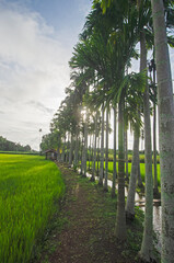 Beautiful row of areca palm on ridge with sunlight background