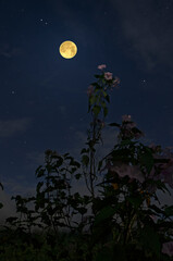 Romantic full moon and ipomoea carnea flowers in the night