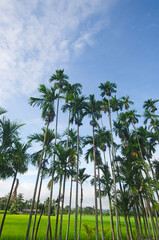 Row of high areca palm trees with blue sky back ground